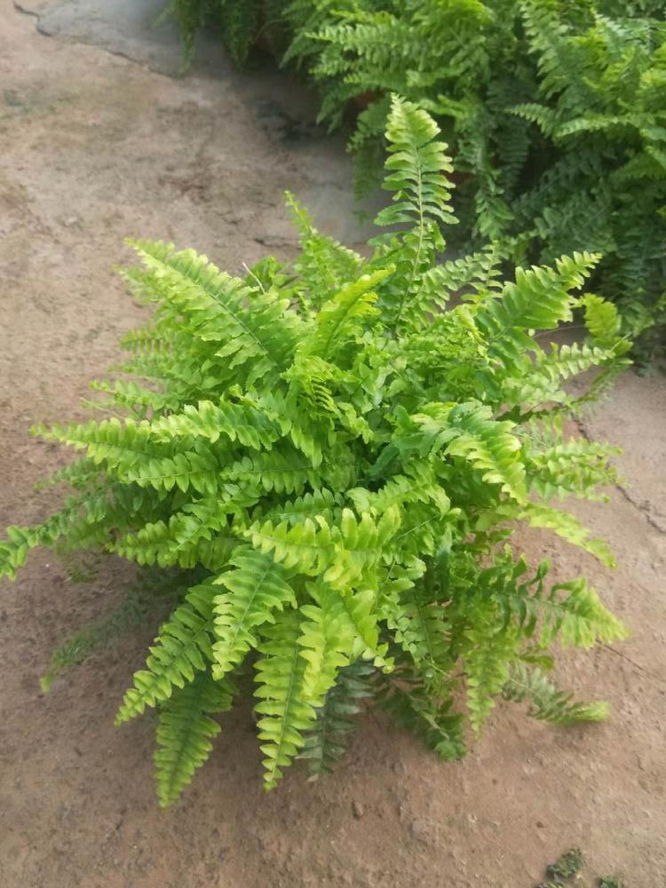 波斯頓蕨行情 波斯頓蕨小苗 波斯頓蕨價格 波斯頓蕨報價