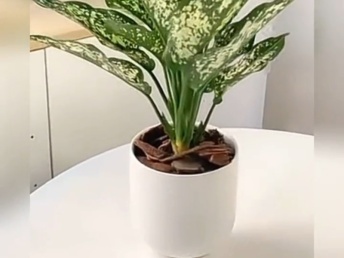 北京綠植花卉銷售新趨勢 年宵花卉與禮品花卉的市場融合與發(fā)展