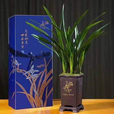 父愛如蘭 一束芬芳里的深情，花農(nóng)笑顏中的豐收